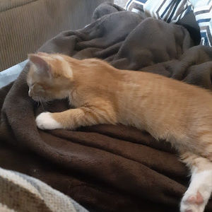 Meet your Posher, Daydream